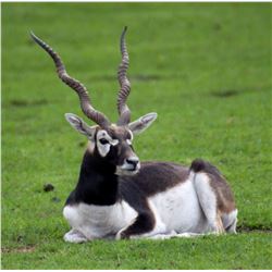 Argentina – 5 Day – Black Buck, Dorset Ram and Dove Hunt for Two Hunters