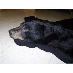 Michigan –Bear Skin Rug