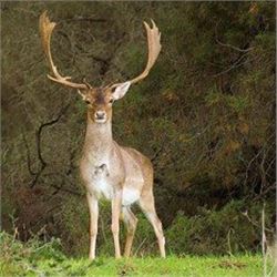 Spain – 4 Day – Fallow Deer Hunt for One Hunter