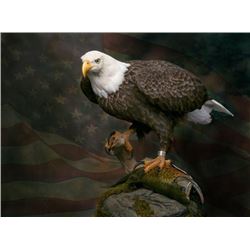 American Bald Eagle Re-Creation