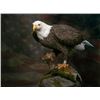 Image 1 : American Bald Eagle Re-Creation