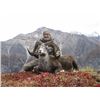 Image 1 : British Columbia – 14 Day – Stone Sheep, Wolf and Black Bear Hunt for One Hunter