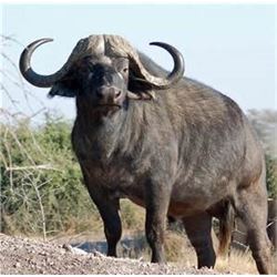 South Africa – 7 Day – Cape Buffalo Hunt for One Hunter