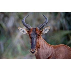 *South Africa- 5 Day – Tsessebe Bull Hunt for One Hunter and One Non-hunter