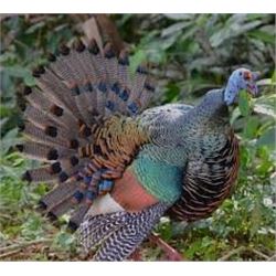 *Mexico - 7  Day – Ocellated Turkey Hunt for One Hunter and One Non-Hunter