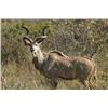 Image 1 : *South Africa – 7 Day – Kudu and Nyala Hunt for One Hunter