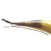 Image 3 : Georgian hunting horn for drinking