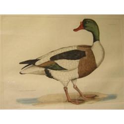 P J Selby (English, 19th Century)A Common Shell-Drake with "Plate XLVIII" upper right, engraving, 4.