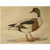 Image 1 : P J Selby (English, 19th Century)A Common Shell-Drake with "Plate XLVIII" upper right, engraving, 4.