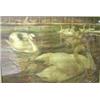 Image 1 : English School (19/20th Century) Swans on a Lake with monogram lower left "TBG", lithograph, 70 x 1.
