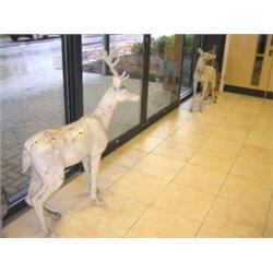 Two cold painted cast iron figures of deer, both the doe and stag looking alert and walking, their..