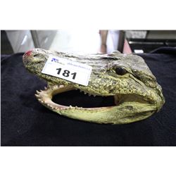 TAXIDERMY ALLIGATORS HEAD