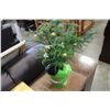 Image 1 : LIVE SMALL PINE TREE