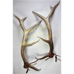 Set of 5X6 elk horns sawed off skull plate, buttons remain on horns, good color.  Est. 150-300