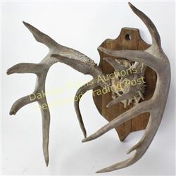 unusual 7X10 whitetail rack 16" wide