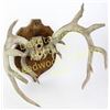 Image 2 : unusual 7X10 whitetail rack 16" wide
