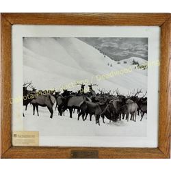 Large Union Pacific Railroad picture entitled Feeding Elk, Jackson Hole Country Winter 1907-1908, or