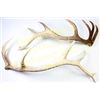Image 1 : Set of 7"X7" elk sheds buttons cut off, longest 49" long.  Est.  75-150