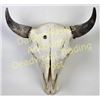Image 1 : Large bleached buffalo skull horn caps, 22" tip to tip, good complete condition.  Est. 125-200