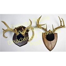 Collection of 2 whitetail mounts 5X4 and %x%.  Est. 75-150