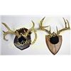 Image 1 : Collection of 2 whitetail mounts 5X4 and %x%.  Est. 75-150