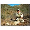Image 1 : Mexican Coues Whitetail Deer Hunt