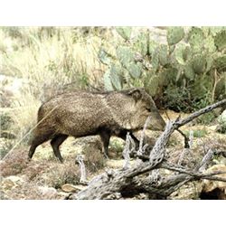 Javelina Hunt in Southeast Arizona with Purple Heart Veterans