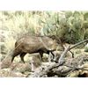 Image 1 : Javelina Hunt in Southeast Arizona with Purple Heart Veterans