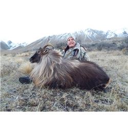 New Zealand Bull Tahr Hunt