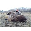 Image 1 : New Zealand Bull Tahr Hunt