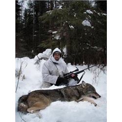 Ontario Canada Winter Wolf Hunt