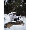 Image 1 : Ontario Canada Winter Wolf Hunt