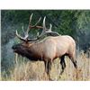 Image 1 : Wyoming Wilderness Elk Hunt