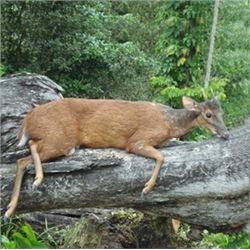 Jungle Hunt in the Yucatán Peninsula