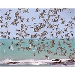 HP Wingshooting Adventures