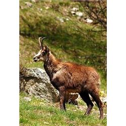 Matthews Hunting Safaris is donating 3 days hunting for 2 hunters with trophy fee for 1 chamios for 