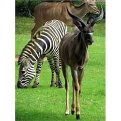 KUVHIMA SAFARIS is offering you this donation in the Limpopo Province of South Africa for two hunter