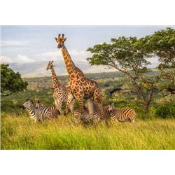 ZULU NYALA GAME LODGE - Is once again donating a luxury 6 day / 6 night photo safari for two people