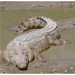 Ab Steyn of ABSteyn Safaries is offering a 10 day hunt for one hunter in Mpumalanga, South Africa