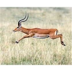 Phillip Bronkhorts Safaris is offering a  10-day South Africa Safari for 1 hunter and 1 non hunter i