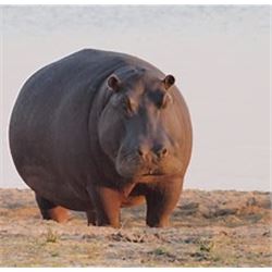 Kerneels Viljcen of Monkane Safaris is offering a 7 day hunt in South Africa for one hunter for 1 hi