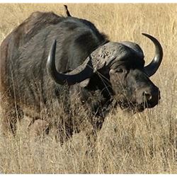 Kerneels Viljcen of Monkane Safaris is offering a 7 day hunt in South Africa for one or two hunters 