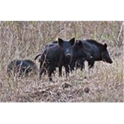 Independence ranch Texas: This is a 2 Man-3 day, 2 night wild hog hunt package