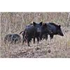 Image 1 : Independence ranch Texas: This is a 2 Man-3 day, 2 night wild hog hunt package