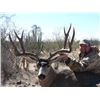 Image 1 : 6-Day Trophy Sonora Mule Deer Hunt
