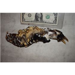 ZZ-CLEARANCE DEAD EATEN BIRD BODY PROP