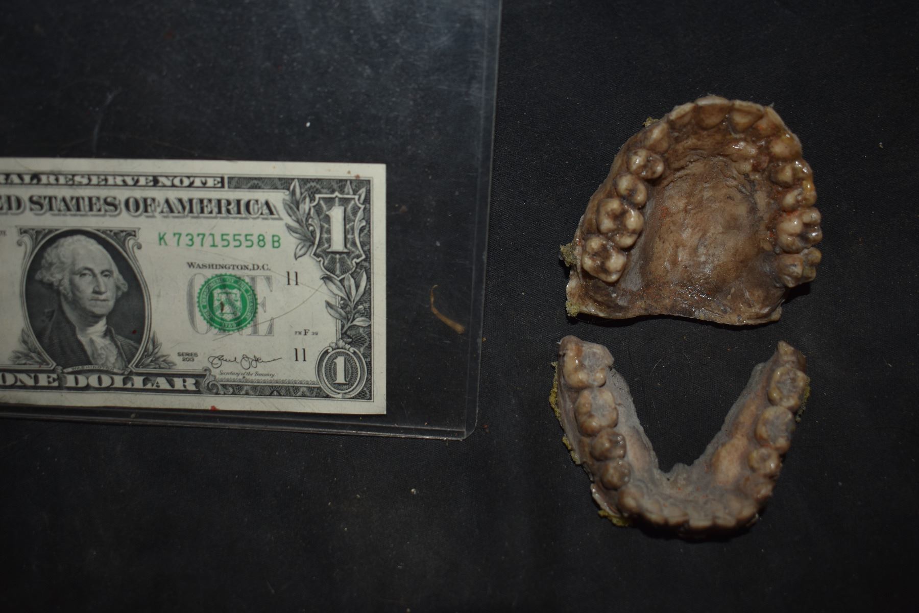 ZZ-CLEARANCE ACRYLIC DEAD ROTTEN ZOMBIE TEETH