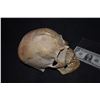 Image 2 : LARGE VAMPIRE CREATURE DEMON SKULL