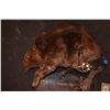 Image 1 : ZOMBEAVERS ANIMATRONICE HERO TRANSFORMATION PUPPET SCREEN MATCHED!