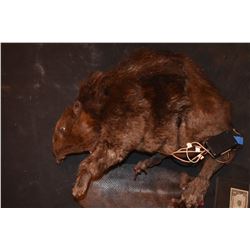 ZOMBEAVERS ANIMATRONICE HERO TRANSFORMATION PUPPET SCREEN MATCHED!